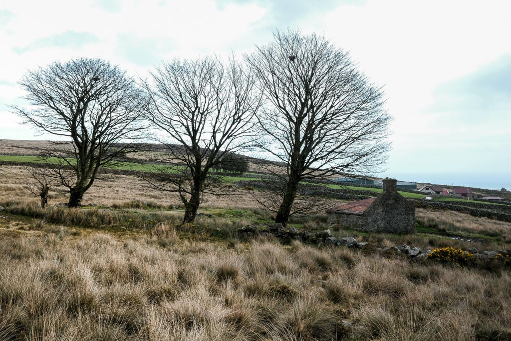 Three leafless trees near an abandoned cottage