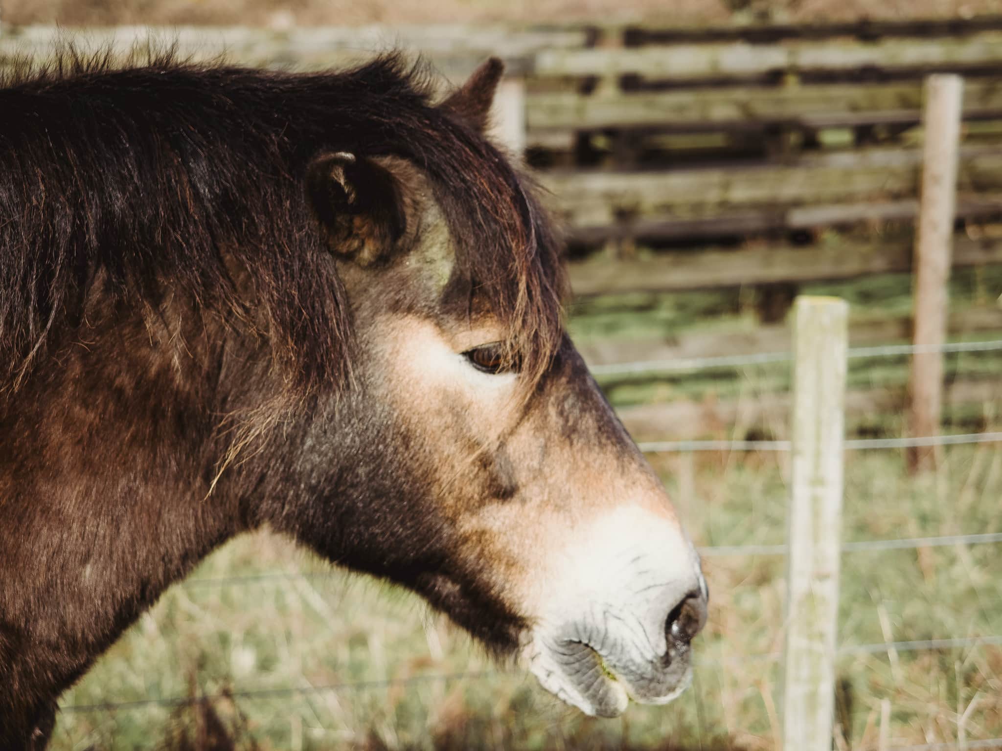 Photowalk from Dundrum to Murlough Nature Reserve