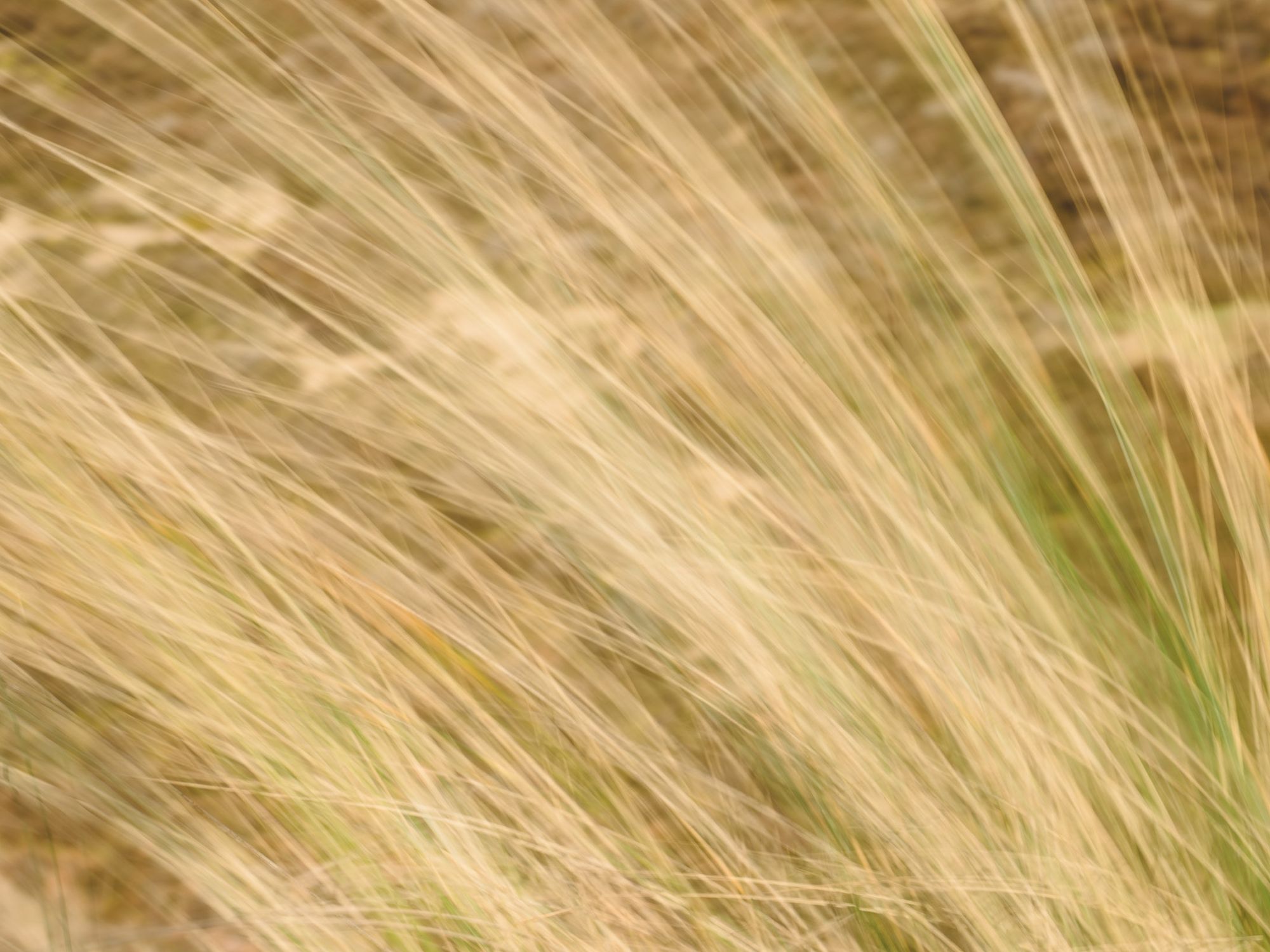 Photowalk from Dundrum to Murlough Nature Reserve