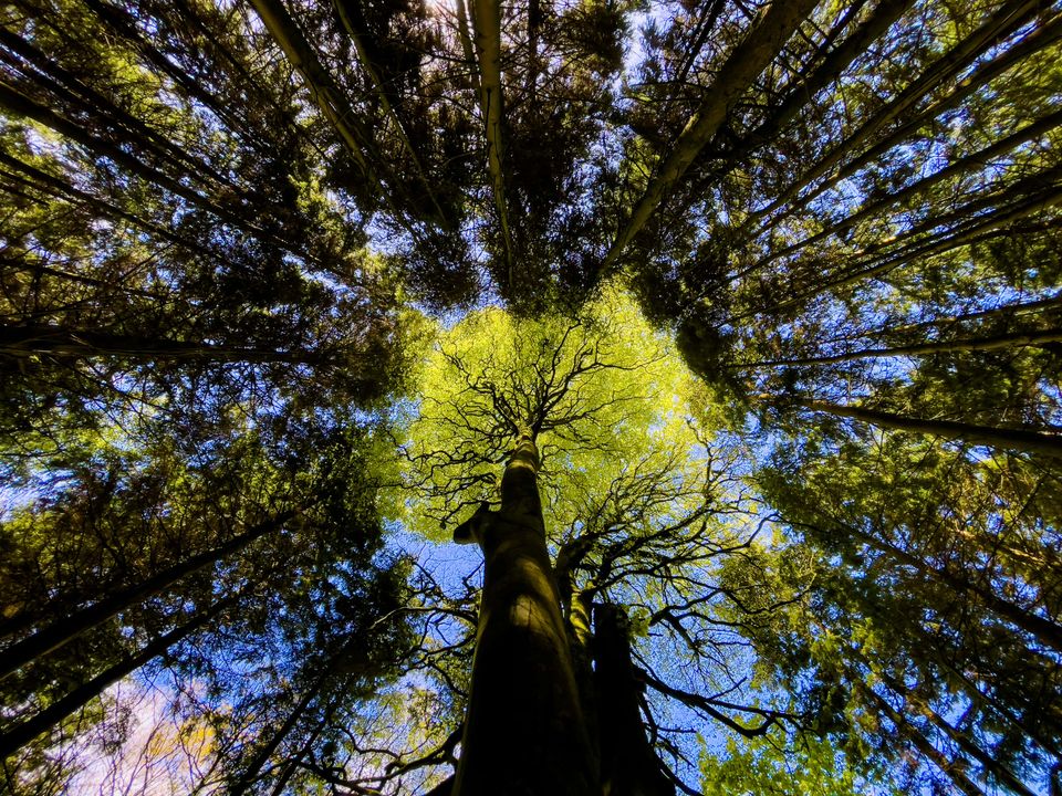 Light captured in the tree canopy at Ballymoyer Forest.