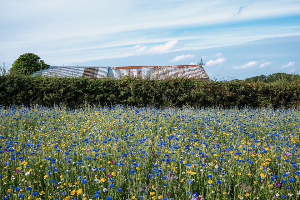 Discovering a Wildflower Heaven