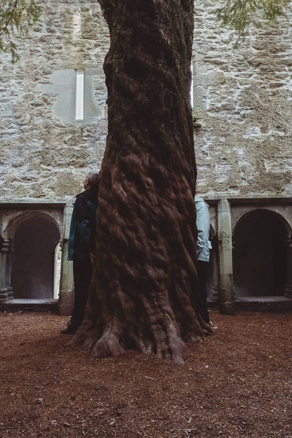 A middle-aged couple meditate around an old tree at Muckross Abbey, Killarney.