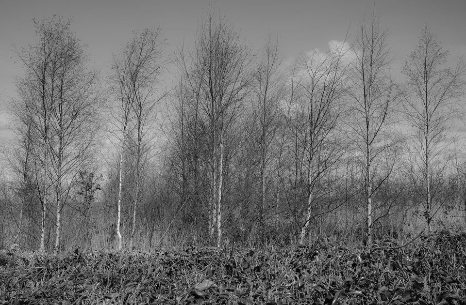 A line of fine birch trees peering tall above a hedge line.