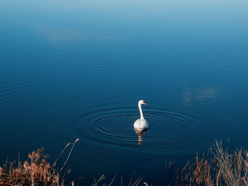A swan gliding on a still lake
