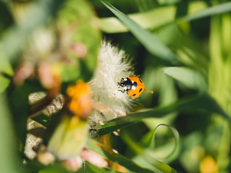 A ladybird resting on dandelion seeds