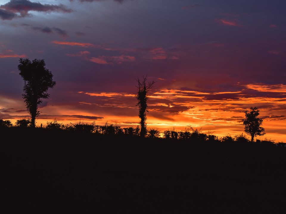 Silhouette of three single trees against a fire-red and magenta sunset