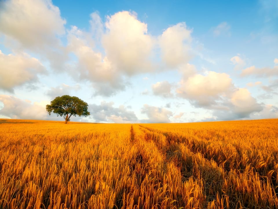 A lone tree stands in the golden light of sunset, in a wide open barley field